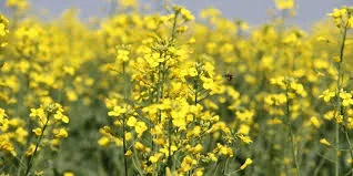 Гібрид ріпака Джордан- фото № 1