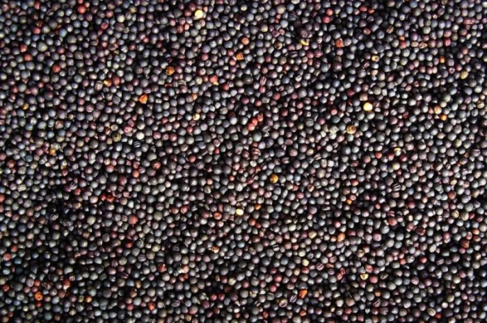 Польская фирма AgroTorg Sp. z o.o. зерно рапса на ЭКСПОРТ- фото № 1