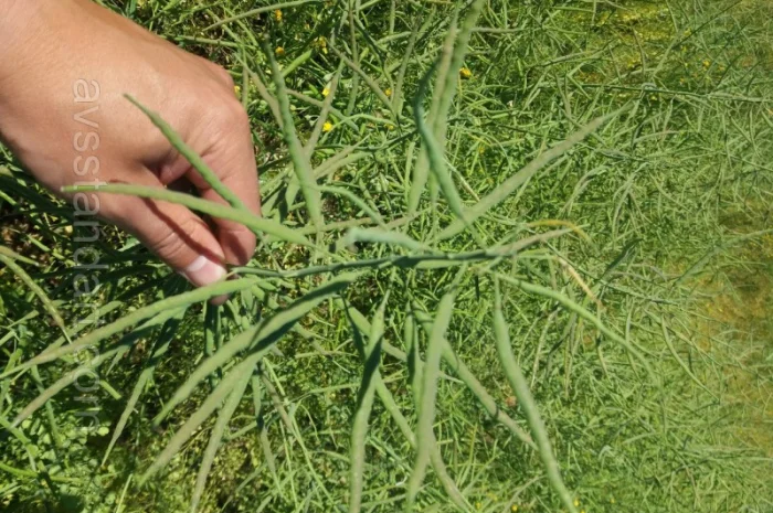 Ріпак озимий(насіння) гібрид Шелбі- фото № 1