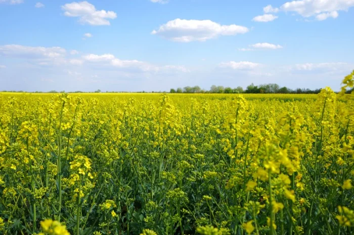 Семена рапса озимого гибрид Маркус, ООО "ТК Арт-Агро", Украина (2022 р.в.)- фото № 1