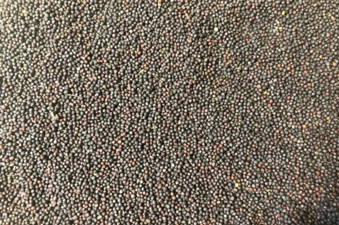 Продам рапс (не ГМО)- фото № 1