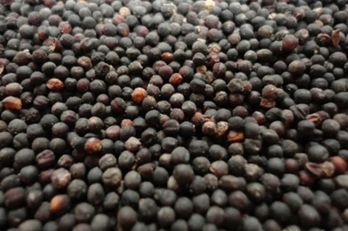 Куплю рапс некондиционный- фото № 1