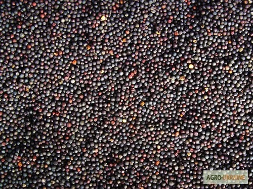 Куплю рапс- фото № 1