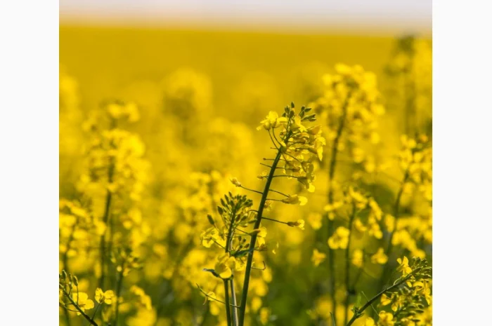 Семена озимого трансгенного рапса двух ядерного сорта- фото № 6