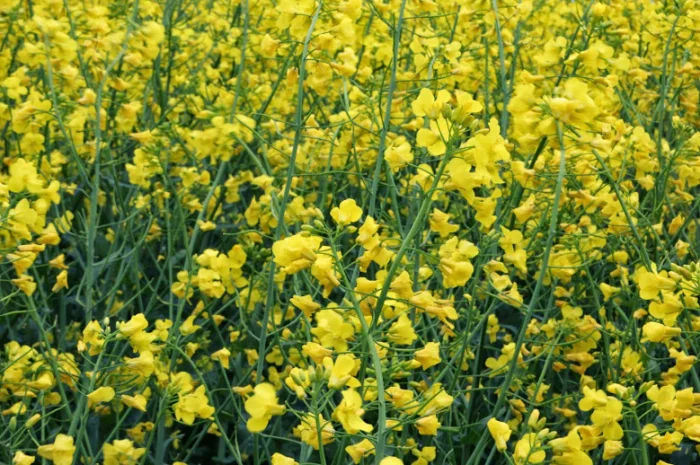 Семена озимого трансгенного рапса двух ядерного сорта- фото № 1