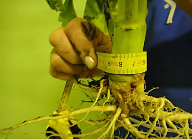 Продас СРОЧНО семена рапса MEDANA F 36 Канадский нано трансгенный озимый гибрид рапса- фото № 2