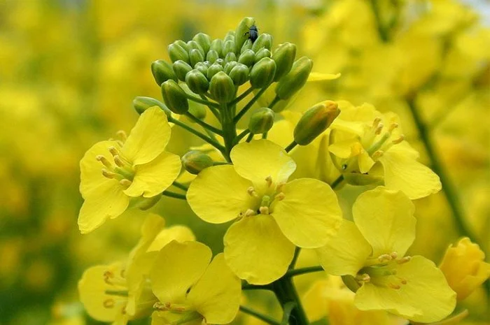 Продас СРОЧНО семена рапса MEDANA F 36 Канадский нано трансгенный озимый гибрид рапса- фото № 4