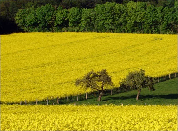 Насіння ріпаку Канадский нанотрансгенный гибрид- фото № 2
