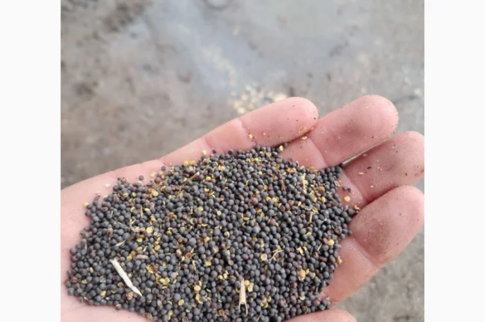 Продам ріпак- фото № 2