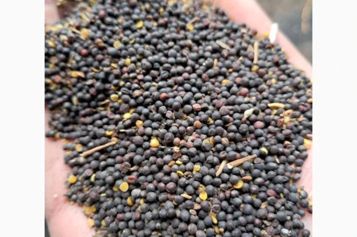 Продам ріпак- фото № 1