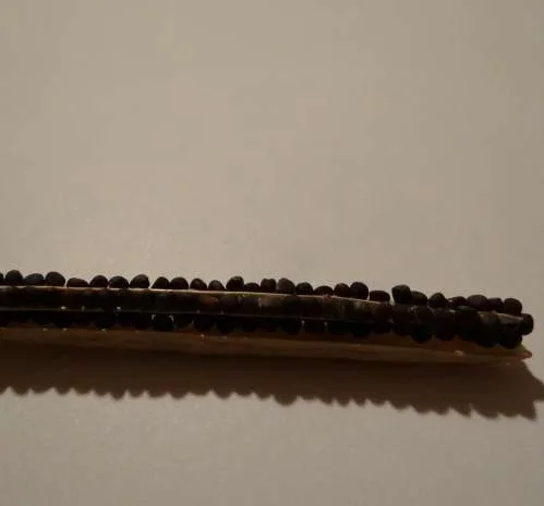 Семена рапса ROCKFORD, трансгенный озимый канадский сорт- фото № 1