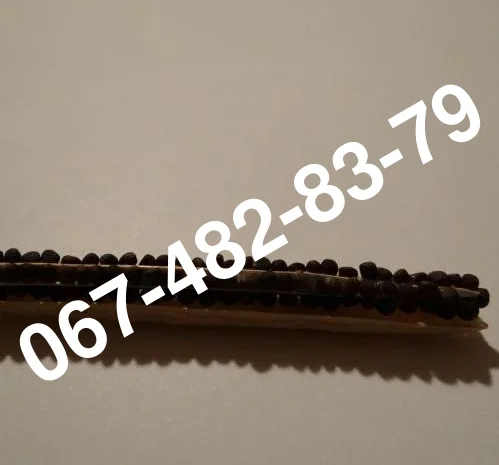 Продажа семян озимого рапса ROCKFORD по 300 грн/кг- фото № 1