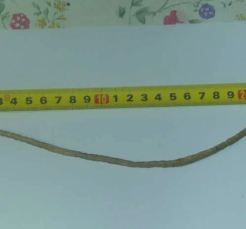 Продам семена озимого рапса LAMAR- фото № 1