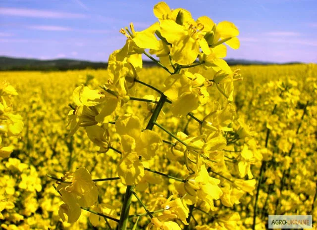 Семена рапса озимого - сорт Черный Велетень- фото № 1