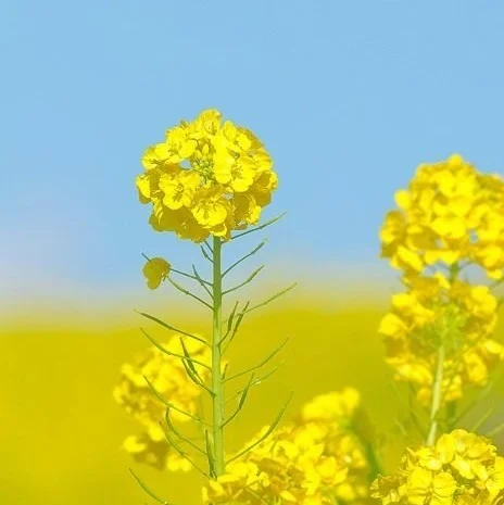 Живі» відходи ріпаку закуповую за готівку. Вся Україна- фото № 1