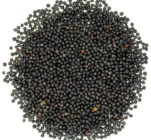 На постійній основі закуповуємо ріпак на умовах DAP- фото № 1