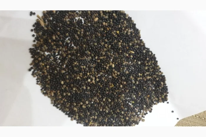 Продам рапс 65 т- фото № 1