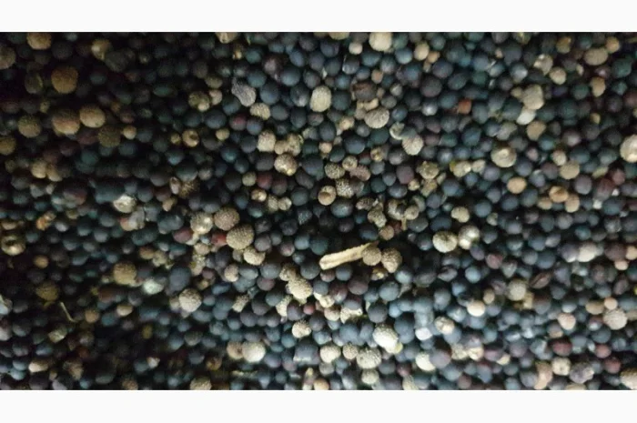 Продам рапс 65 т- фото № 3