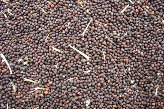 Куплю отходы рапса- фото № 1