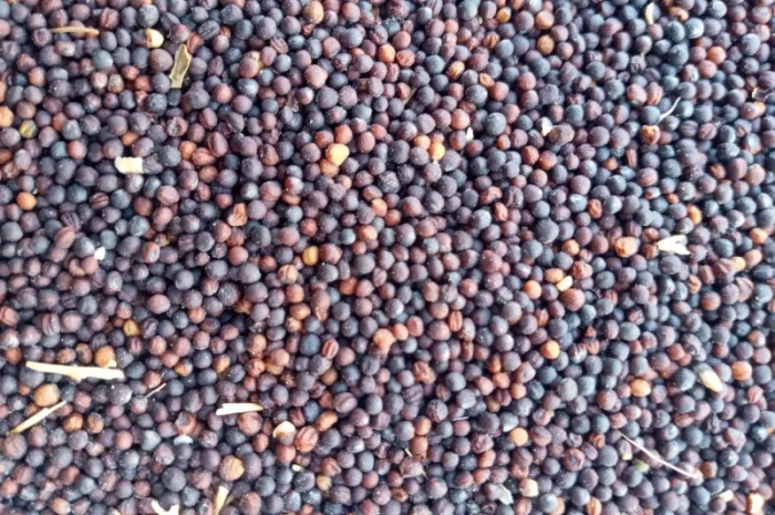 Закупаем Рапс Кременчуг- фото № 1