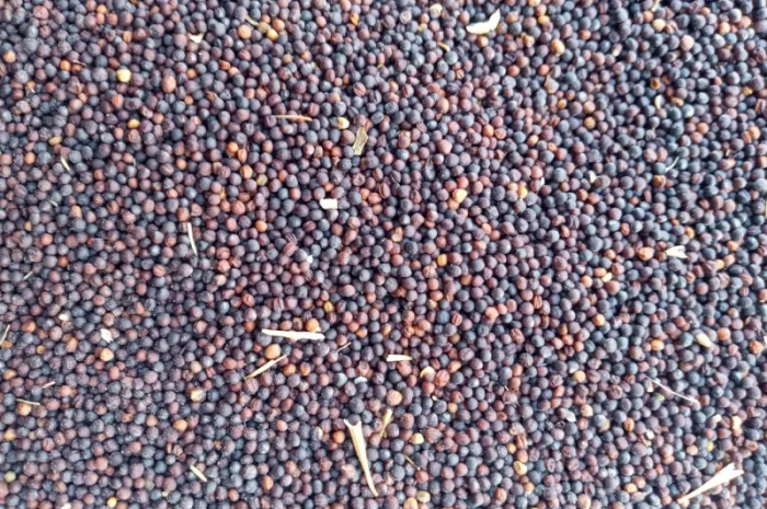 Закупаем Рапс Кременчуг- фото № 2