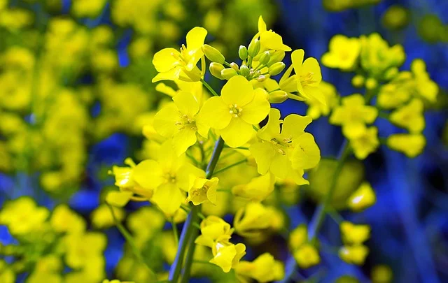 Купуємо РАПС- фото № 1