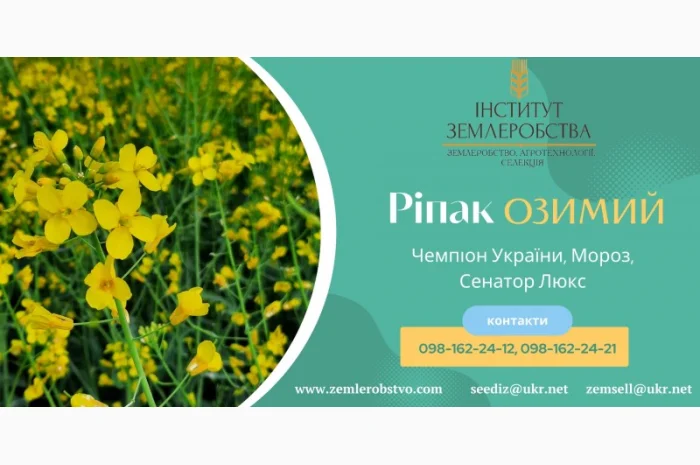 Реалізуємо насіння РІПАКУ ОЗИМОГО - Мороз, Сенатор Люкс, Чемпіон України- фото № 1