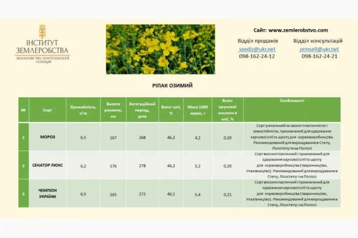 Реалізуємо насіння РІПАКУ ОЗИМОГО - Мороз, Сенатор Люкс, Чемпіон України- фото № 2
