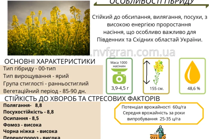 Насіння ЯРОГО ріпака - Раудіс (раундапостійкий)- фото № 1