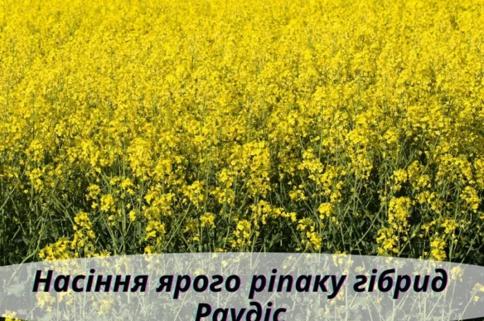 Насіння ЯРОГО ріпака - Раудіс (раундапостійкий)- фото № 2