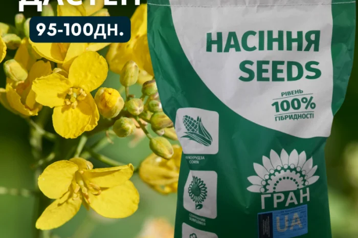 Яий Ріпак гібрид - ДАСТЕН 95-100дн. (КЛАСИКА)- фото № 1