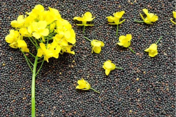 Куплю ріпак- фото № 1