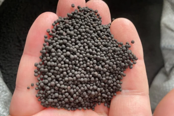 Продам Ріпак ярий під Раундап- фото № 1