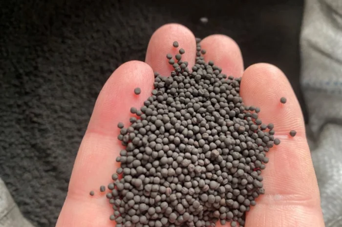 Продам Ріпак ярий під Раундап- фото № 2