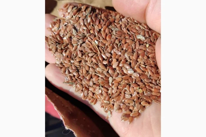 Продаж насіння льону Каолін від Laboulet (Франція)- фото № 1