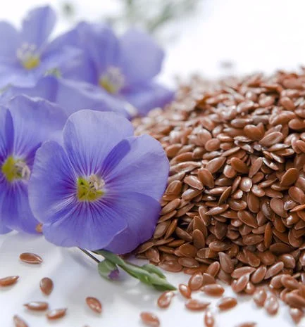 Семена льону олійного сорту 'Надійний' та 'Орфей'- фото № 1