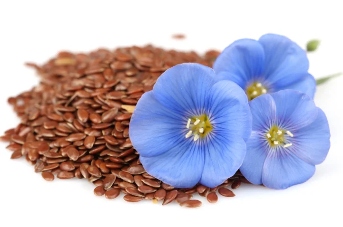 Cемена льна сорта Надёжный, Орфей, Версаль, Лирина, Голдберг (золотистый)- фото № 1