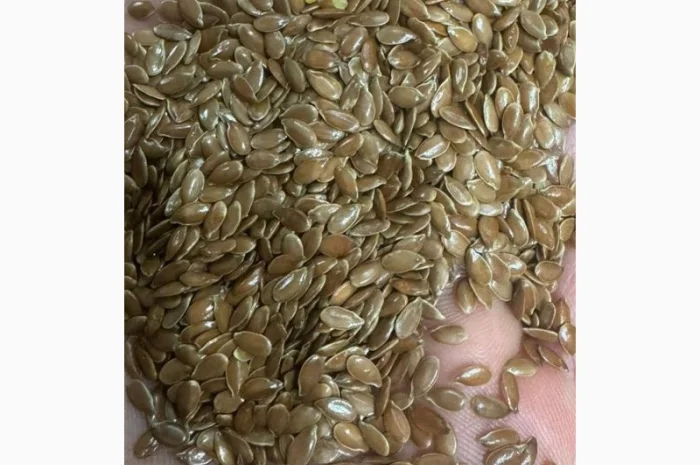 Продам лен коричневый, семечку сорт РОМ (с полоской)- фото № 1