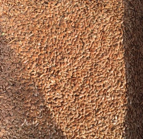 Закупаем Лен масличный и золотой- фото № 1