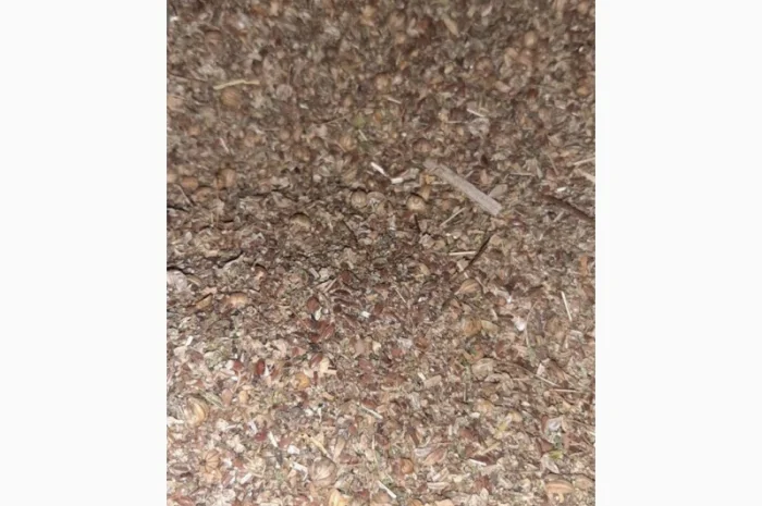 Отходы льна коричневого золотого в наличии- фото № 5