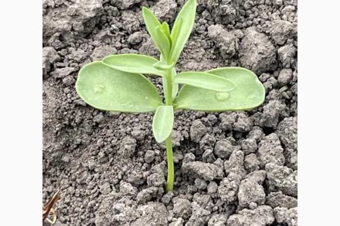 Насіння льону олійного Північна Зірка у продажу- фото № 2