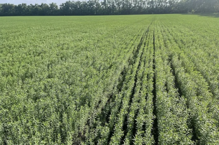 Насіння льону олійного Північна Зірка у продажу- фото № 3