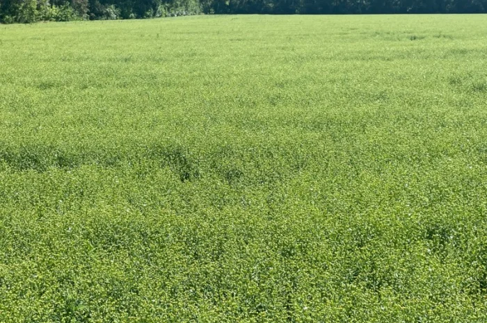 Насіння льону олійного Північна Зірка у продажу- фото № 4