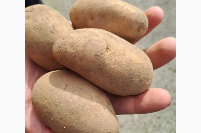 Покупаю коричневый лен в биг-бегах- фото № 1