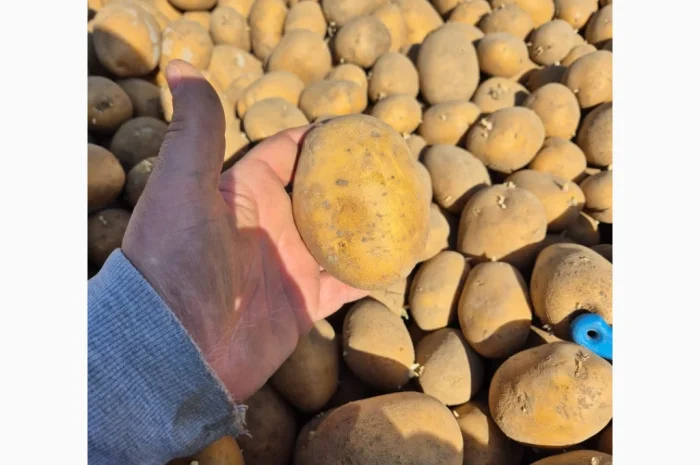 Куплю коричневый и золотистый лен- фото № 1