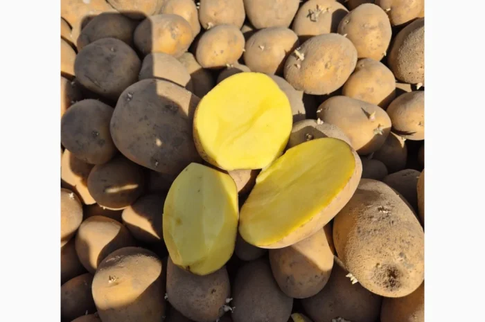 Куплю коричневый и золотистый лен- фото № 2