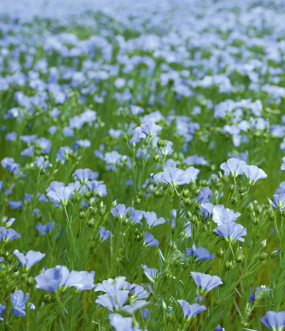 Продается семенной материал льна- фото № 1