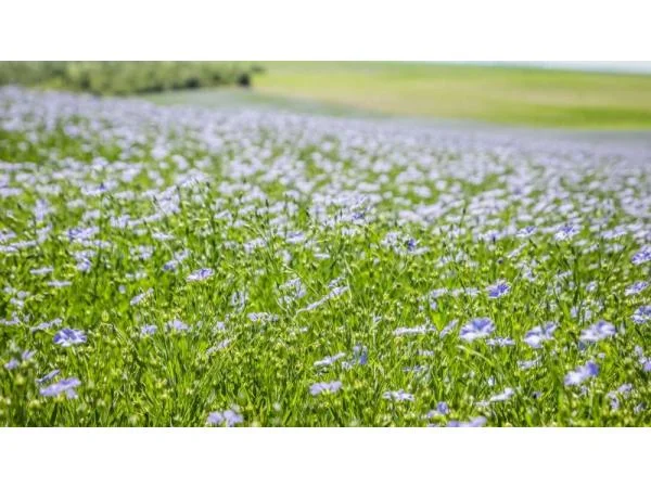 Пропонується льон для посіву- фото № 1