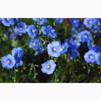 Продам насіння льону- фото № 1