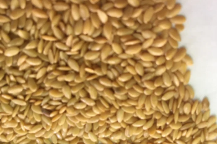 Лён золотой (белый, золотистый) 2024- фото № 2